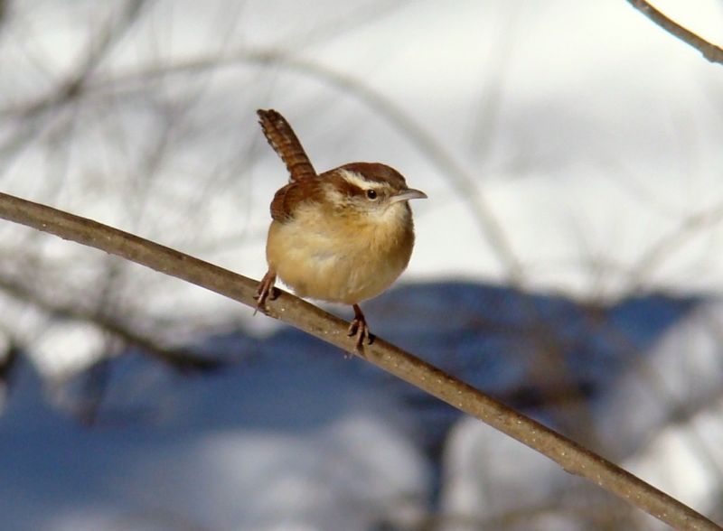 carolina_wren_bucktoe_creek_preserve_1024x753.jpg