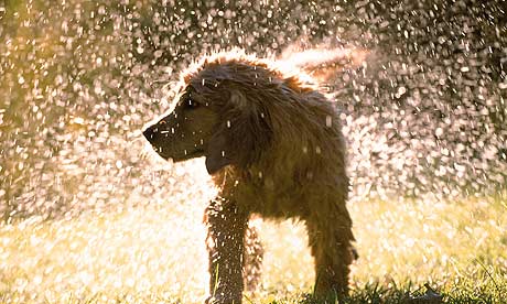 dog_shaking_off_water_001.jpg