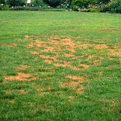 fungus_disease_lawn_pests.jpg