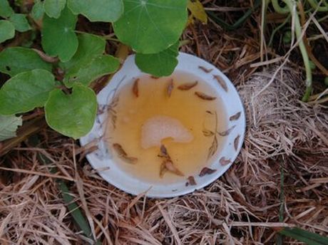slugs_in_beer_1.jpg