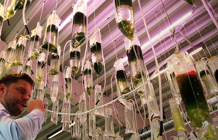 alge_ecologic_studio_5.jpg