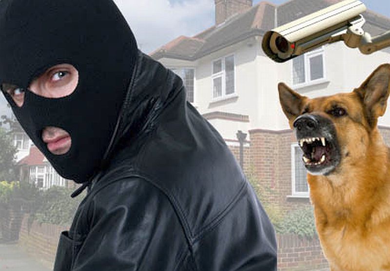 burglar_dog_camera_431.jpg