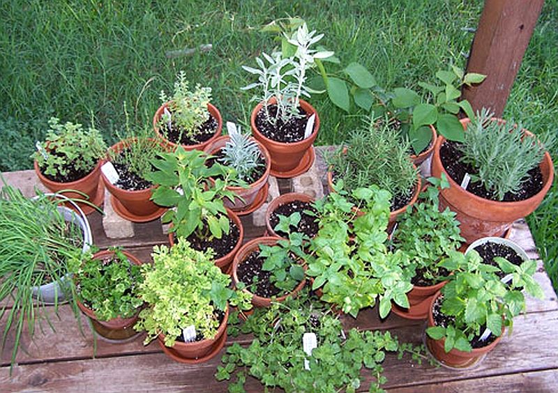 container_herb_garden.jpg