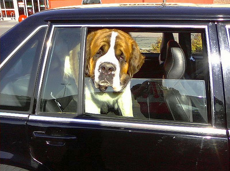 dog_in_hot_car.jpg