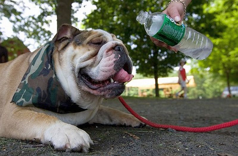 dog_on_walk.jpg