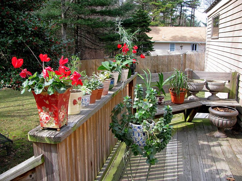 houseplants_outside.jpg