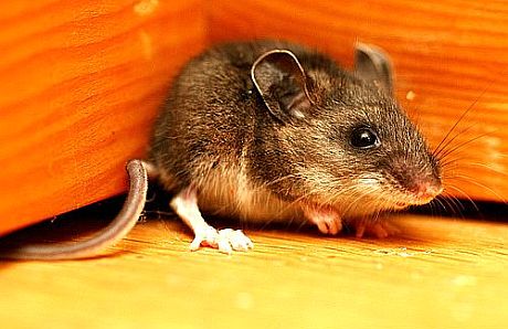 mouse_full.jpg