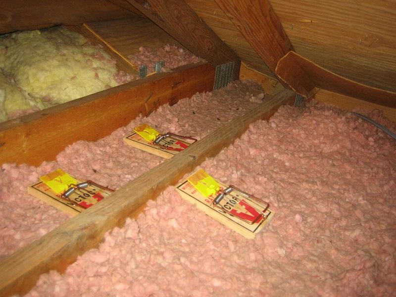 mouse_trap.jpg