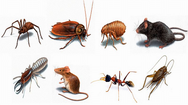 pests.jpg