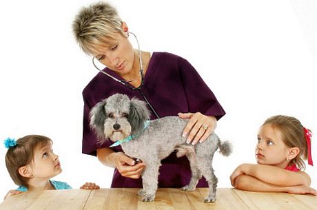 pet_insurance4.jpg