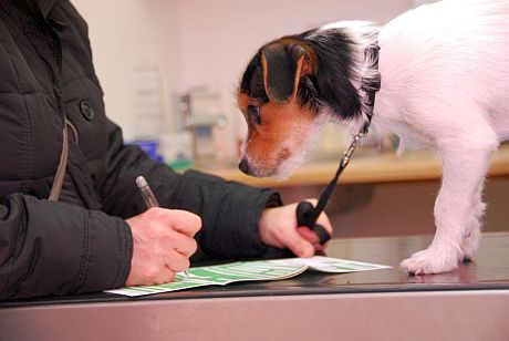 pet_insurance_2.jpg