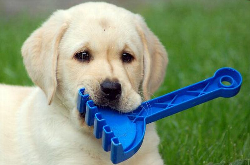 pet_safety_green.jpg