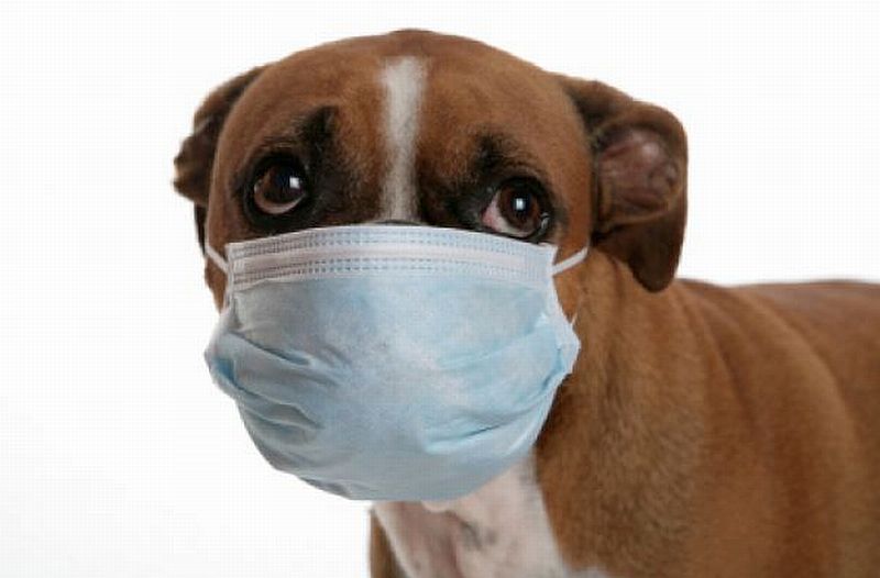 pet_safety_renovate.jpg