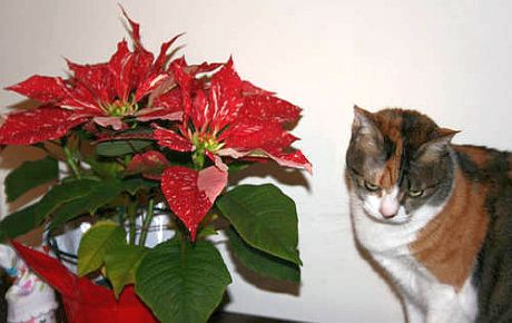 poinsettiaallenchu.jpg