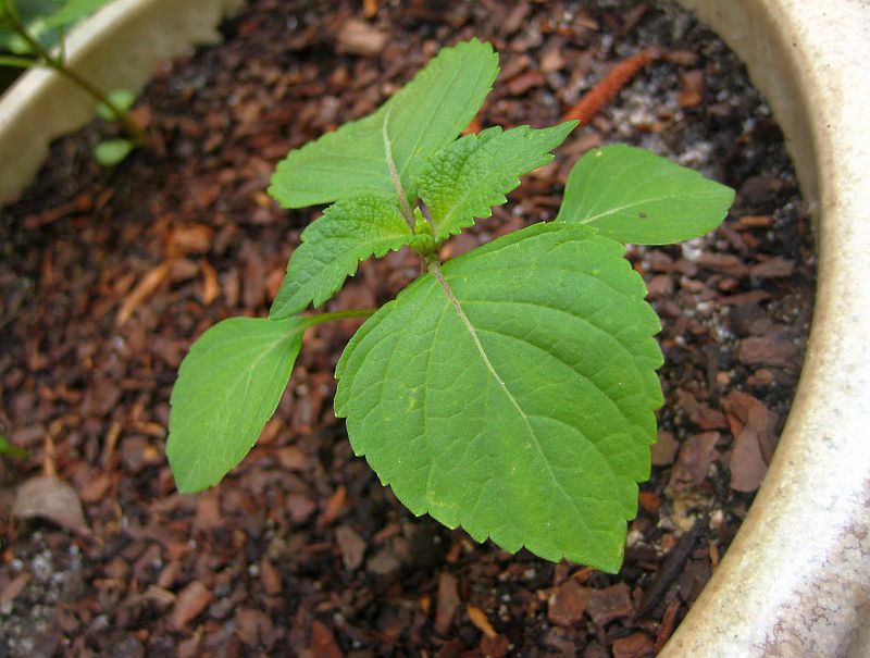 small_herb_plant.jpg