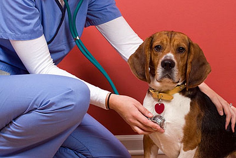 veterinarian_checking_dog_l.jpg