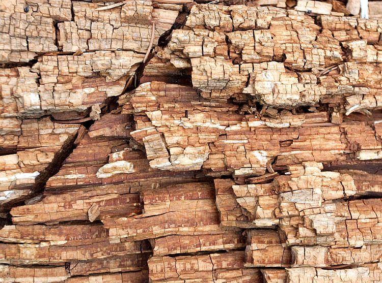 wood_dry_rot_damage_lg.jpg