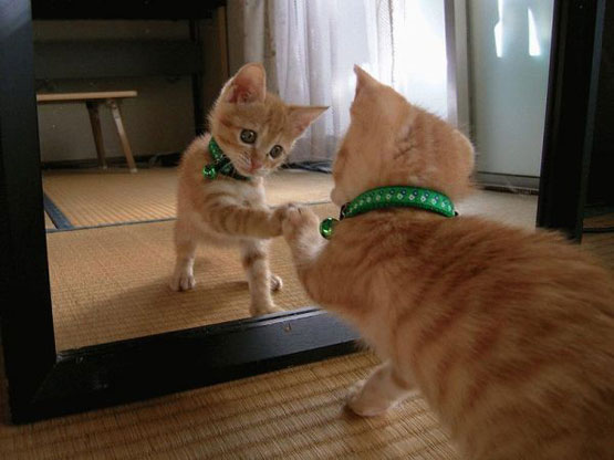 cat_play_mirror.jpg