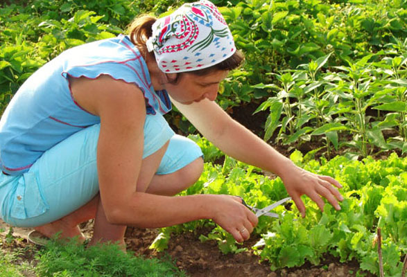 gardening_tips.jpg