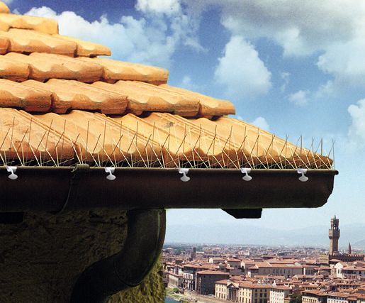 gutter_bird_spikes.jpg