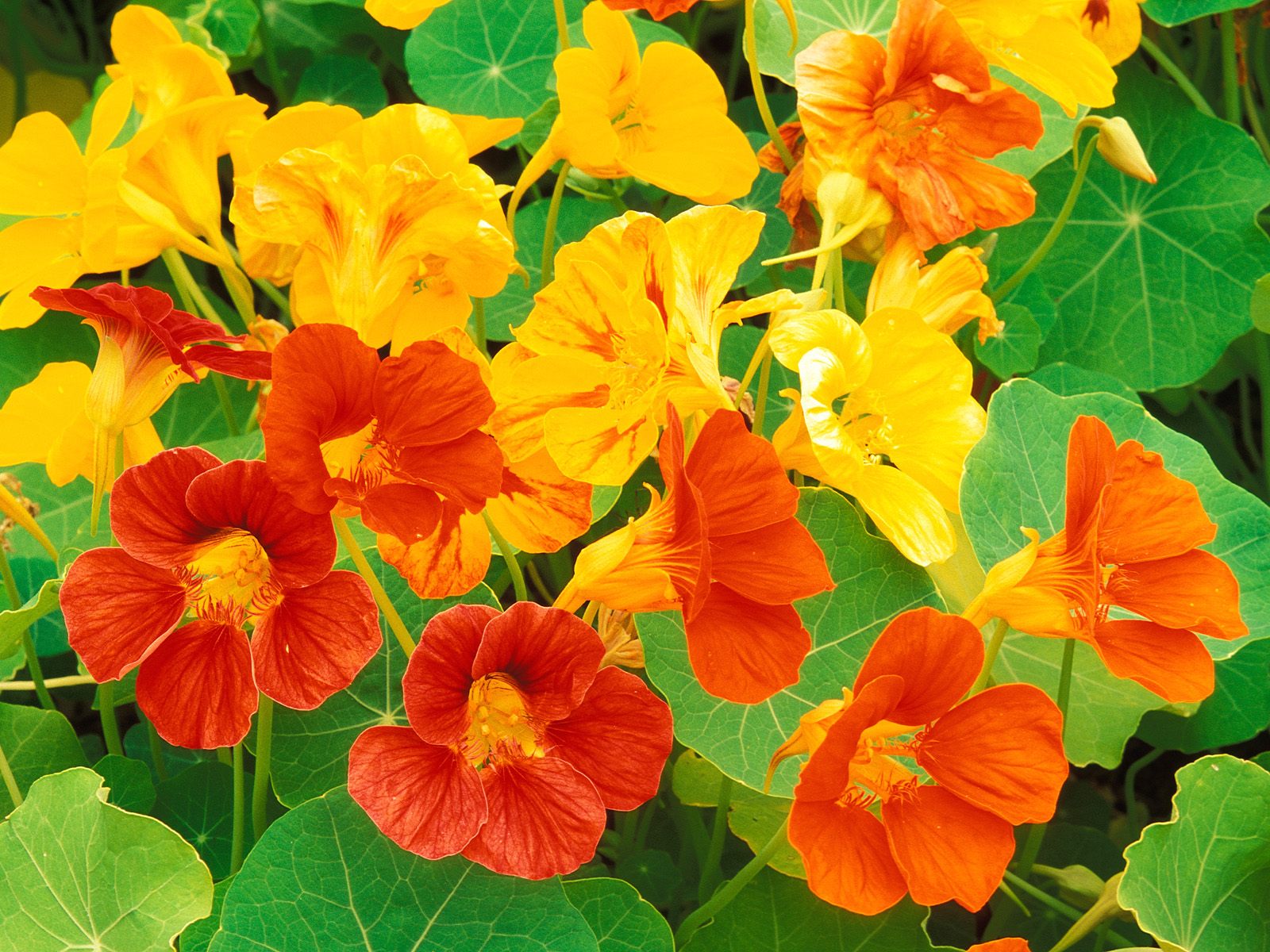 nasturtium_flowers.jpg