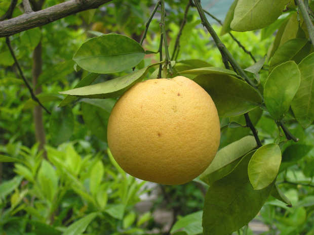 citrus_paradisi.jpg