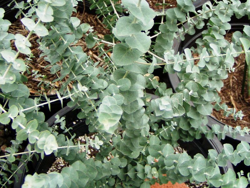 eucalyptus.jpg