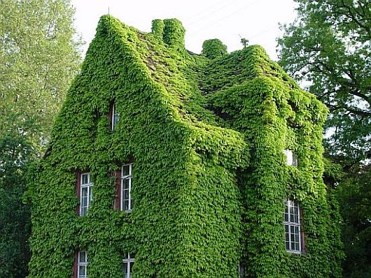 green_facade_1.jpg