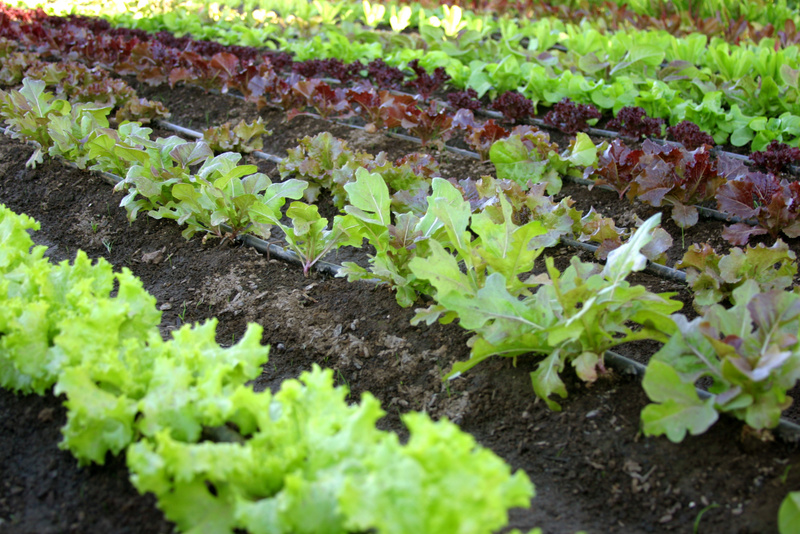 lettuce_rows_1.jpg