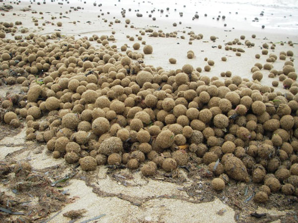 neptunballe_neptutherm_b.jpg