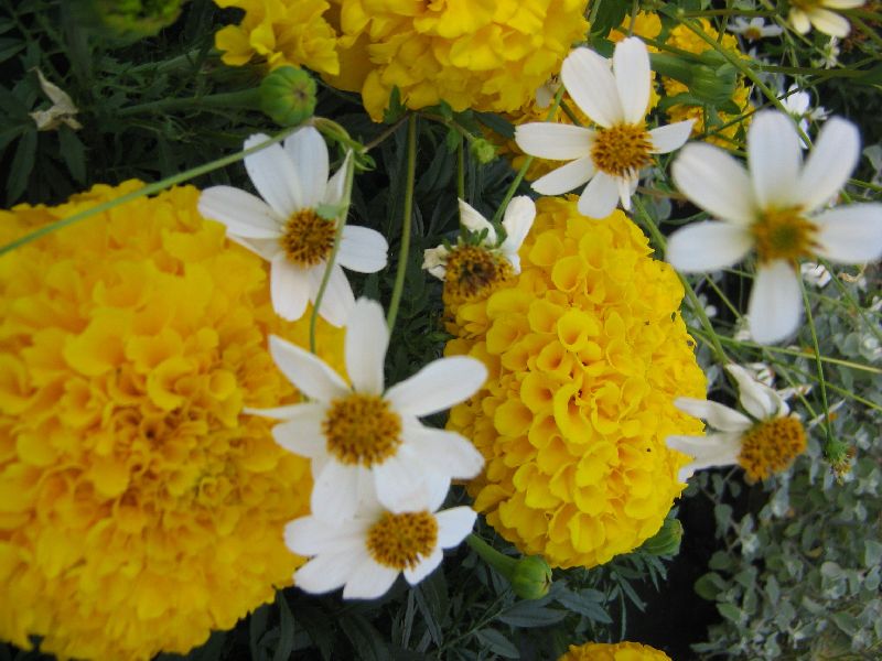 bidens1.jpg