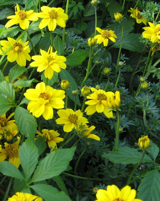 bidens2.jpg