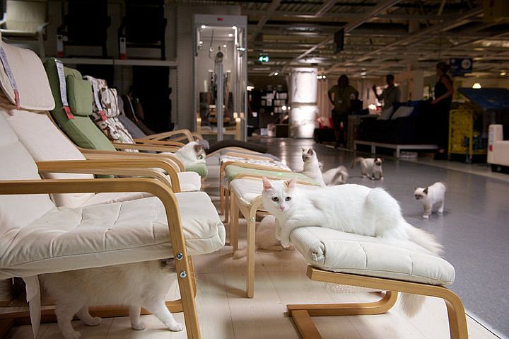 ikea_cats1.jpg