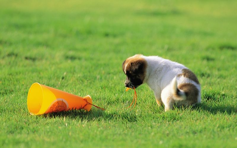 puppy.jpg