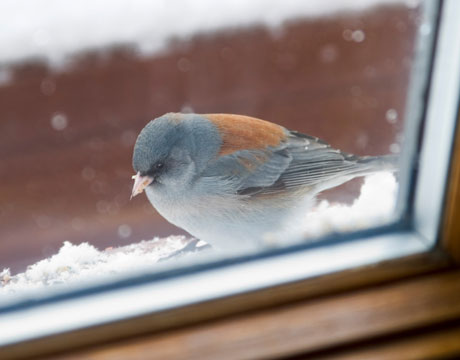 bird_snowy_window_lg.jpg