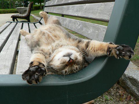 cat_sunbathing_on_bench.jpg