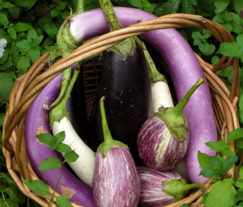 eggplant_in_basket.jpg