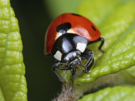 george_grall_ladybird_beetle_coccinellidae_feeds_on_an_aphid.jpg