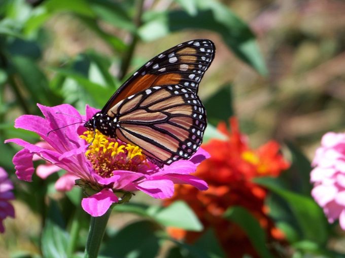 monarch_in_butterfly_garden_august_20.JPG