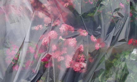 plastic_bag_flowers.jpg
