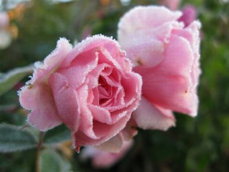 rose_frost.jpg