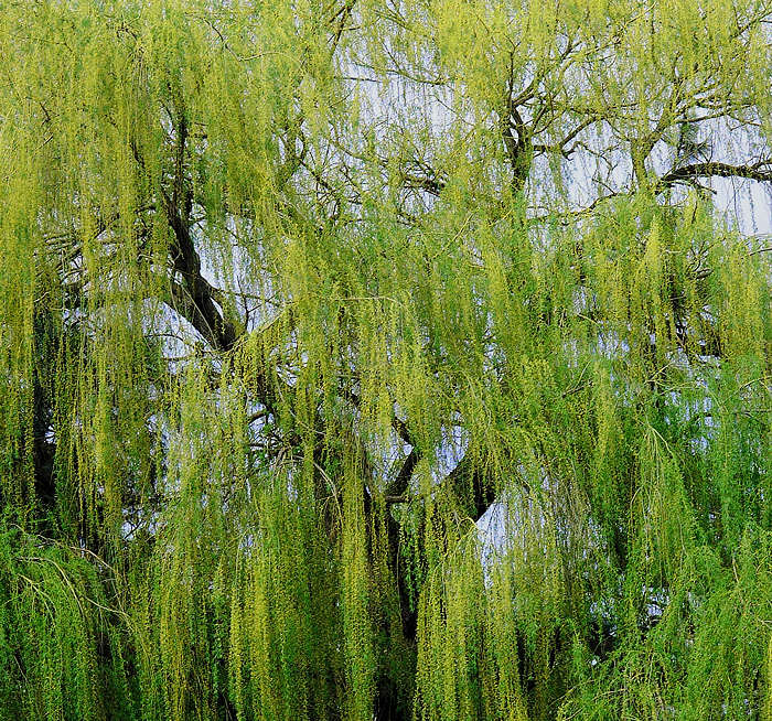 willow_tree.jpg