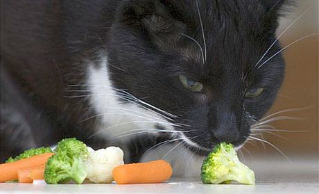 broccoli_cat.jpg