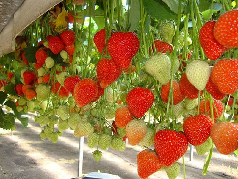 colorful_strawberry_fruits_for_romantic_lovers10.jpg