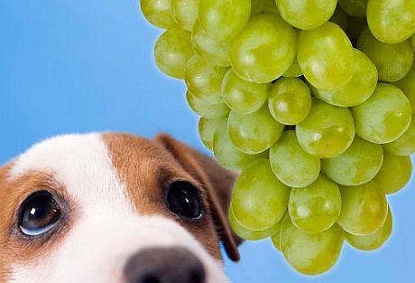 dog_and_grapes.jpg