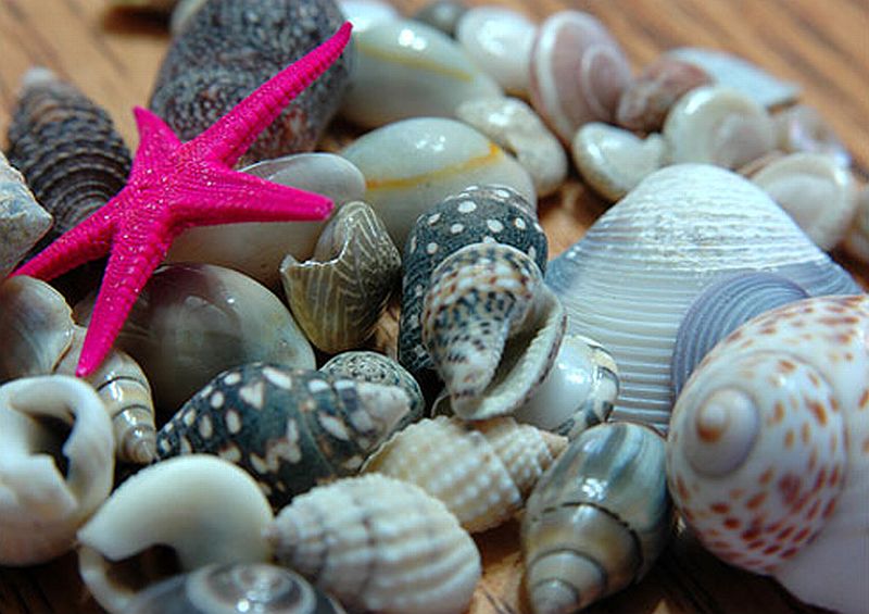 sea_shell_collections.jpg