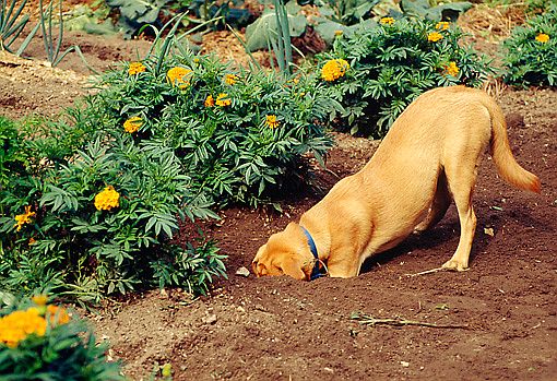 stop_dog_digging_in_garden_3.JPG