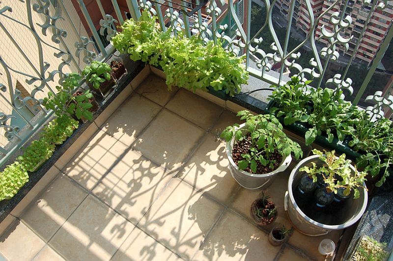 vegetable_balcony.jpg