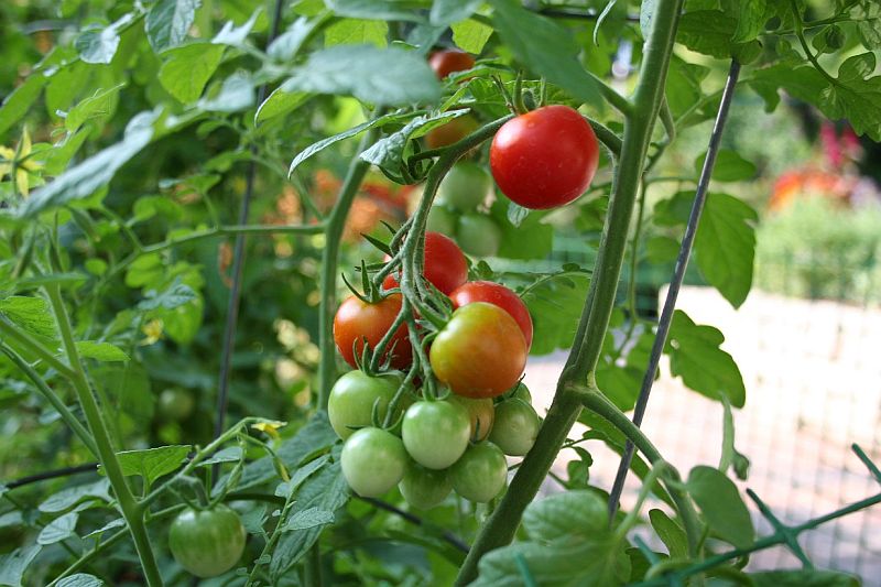 vegetable_garden_tomato.jpg
