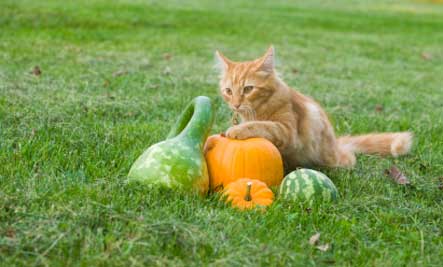 cat_pumpkin_squash.jpg